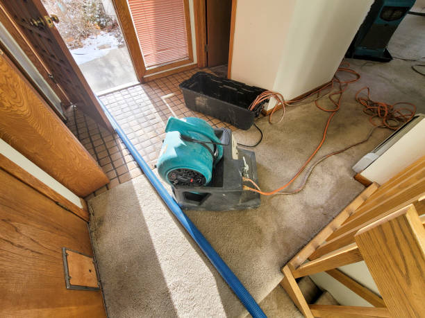 Best Mold removal after water damage  in Pharr, TX