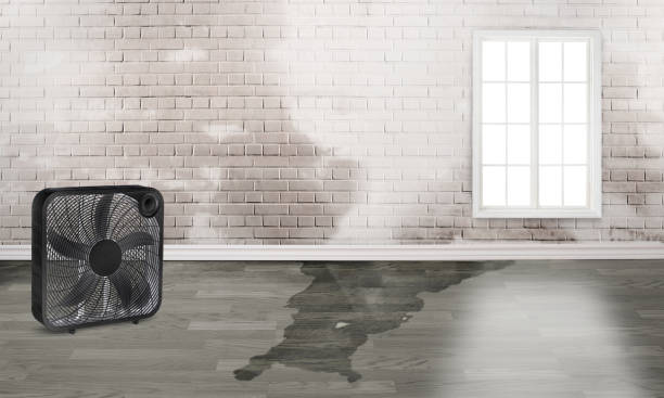 Best Mold removal after water damage  in Pharr, TX